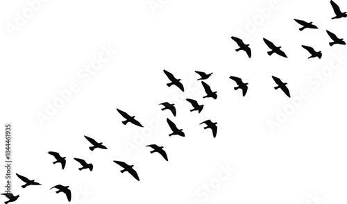 A silhouette illustration featuring a large flock of birds in dynamic flight against a plain white background
