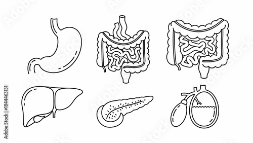 Human Digestive System Organs Stomach, Liver, Intestines, Pancreas, and Gallbladder Illustration