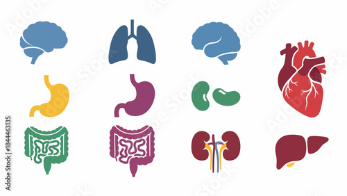 Vibrant collection of human internal organ icons, depicting essential anatomy and physiology for medical, educational, and healthcare design projects