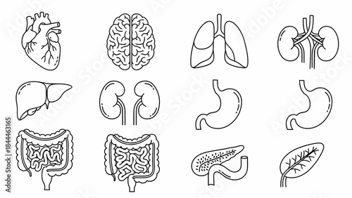 Vector Outline Icons of Vital Human Organs Heart, Brain, Lungs, Liver, and Digestive System for Medical and Science Education