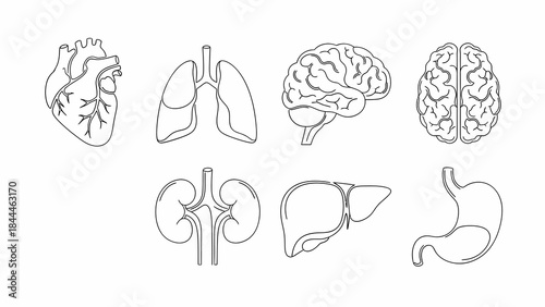 Comprehensive line art illustrations of major human internal organs, including the heart, lungs, brain, kidneys, liver, and stomach, presented as a clear medical and educational anatomy set