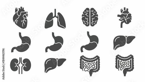 Diverse medical iconography depicting core human internal organs including the cardiovascular, respiratory, digestive, nervous, and excretory systems for educational and healthcare use