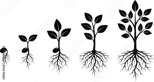 Plant growth stages silhouette set, seed to mature vector pack, editable, isolated, root system, leaf canopy, black icons