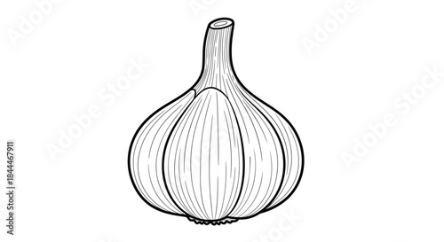 Garlic bulb line drawing featuring a single bulb with striated shells and a tapered neck rendered in a clean black and white botanical sketch.