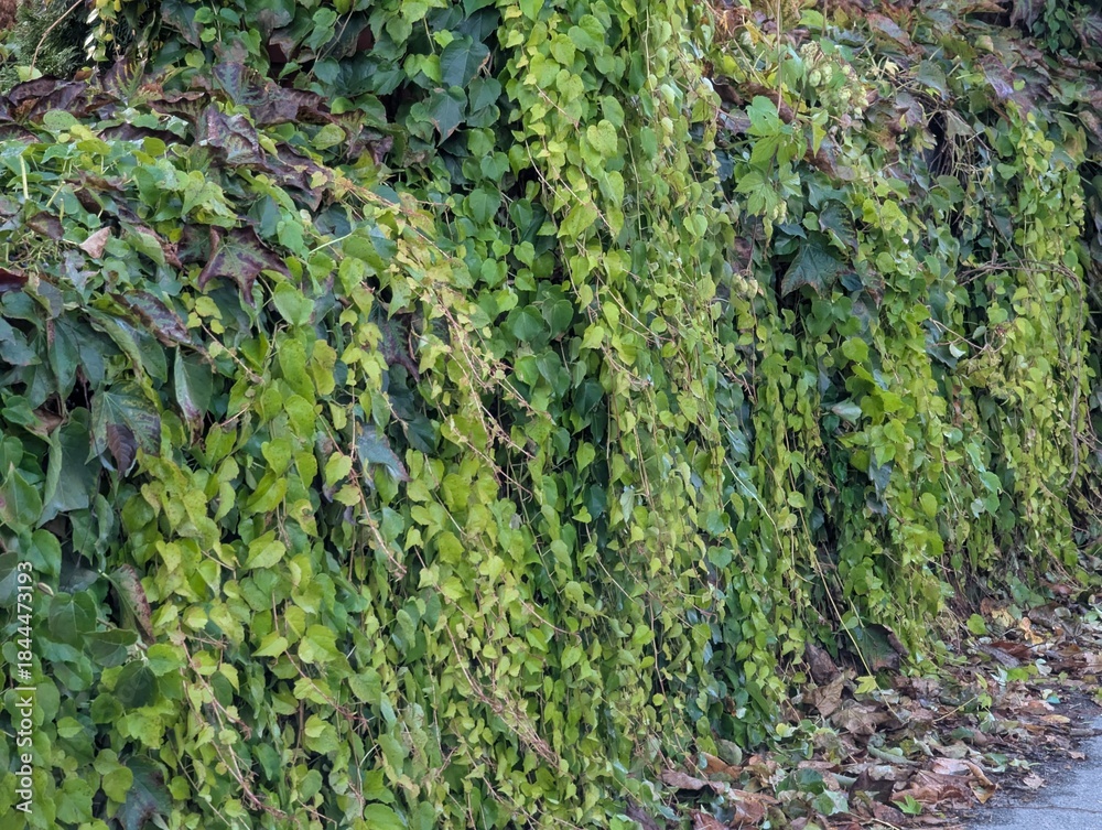 Obraz premium Autumn foliage creates a rich, natural backdrop, filled with warm shades of yellow and green
