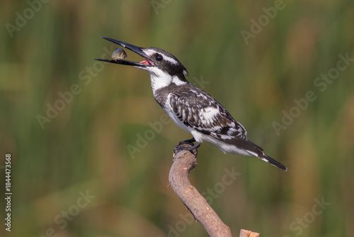 Pied Kingfisher Hovering Over Water – Wildlife Bird Photography