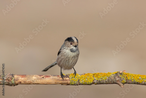Black-winged Stilt Wading in Shallow Water – Elegant Wildlife Bird Photography