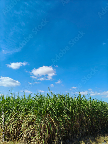 A bright blue sky and green sugarcane fields.