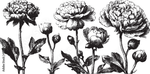 Peony flower botanical drawing in black and white. This detailed set of floral illustrations features a traditional style vector illustration.