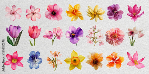 Collection of assorted vibrant spring flowers isolated on a clean white background