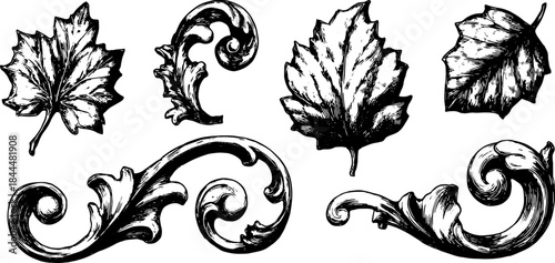 Vintage botanical illustration featuring detailed leaves and decorative elements. This elegant vector set showcases intricate designs in black and white.