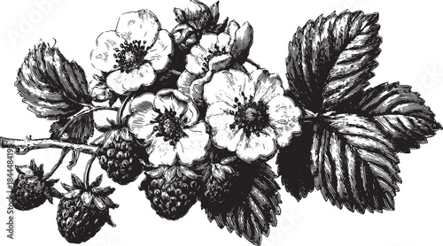 Black and white vintage vector illustration of strawberry flowers and fruit, featuring leaves and blooms in a detailed botanical design set.