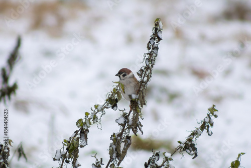 House Sparrow Feeding on Nettle Seeds Amid Snowy Winter Landscape