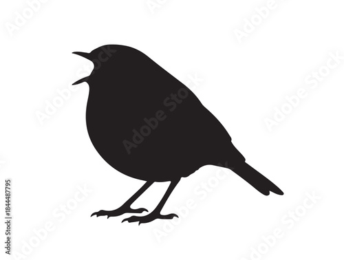 Robin Redbreast opened mouth in silhouette white background.