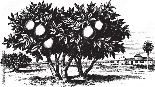 Hand-drawn citrus orchard set featuring lemon and orange trees. Vintage black and white vector illustration of a scenic rural landscape with foliage.