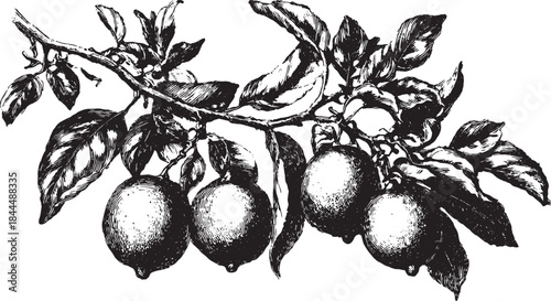 Hand-drawn lemon tree branch with detailed leaves and fruit. Vintage black and white vector illustration set for botanical design.