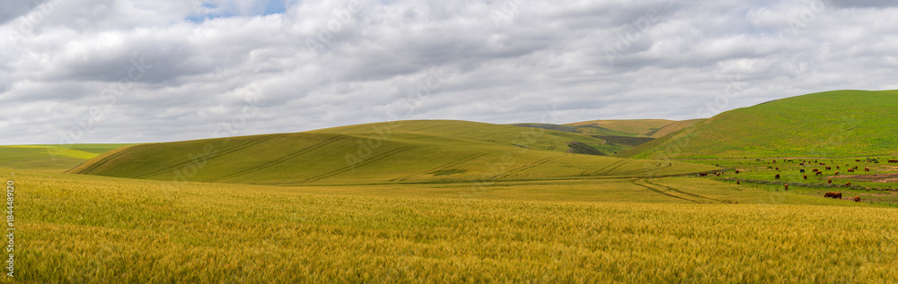 Fototapeta premium Scenic green wheatfields on the way from Hermanus to Cape Agulhas, South Africa