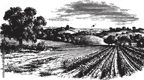 Sunset over vineyards in the hills. Minimalist black and white vector illustration showcasing rural scenery with trees and fields in a vintage style.