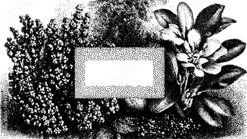 Antique engraving illustration featuring floral silhouette design. Hand-drawn vintage vector illustration for decorative purposes.