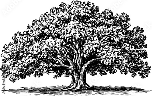 Detailed tree drawing in vintage style. A black and white outline illustration featuring nature elements in a vector format.