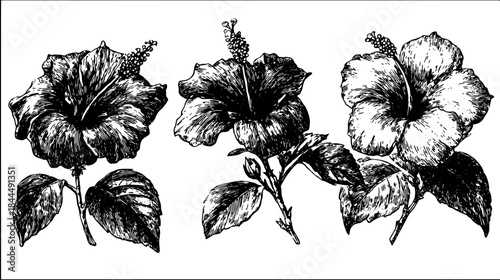 Hibiscus flower in black and white outline style. Vintage line drawing and engraving vector illustration in a botanical set.