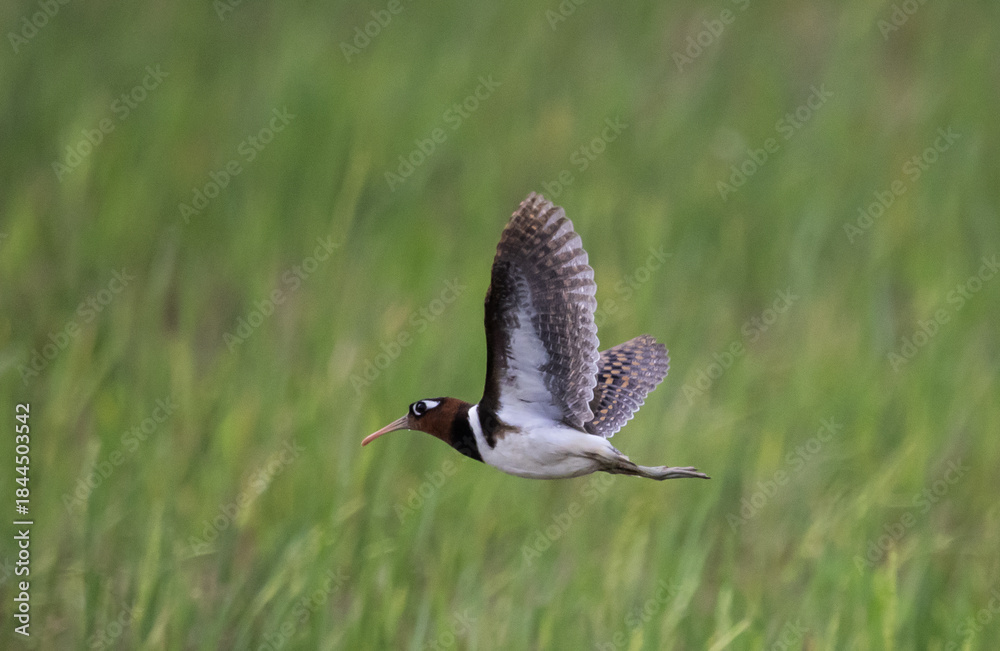 Fototapeta premium Greater painted-snipe It is a water bird in the order of shorebirds that has different characteristics from most birds.