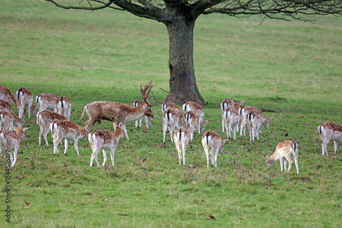 Photos Fallow Deer stag with his females in the rutting season, Derbyshire, England
