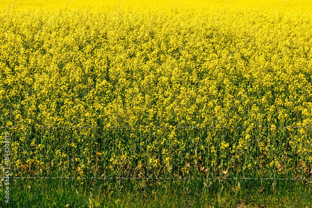 Obraz premium Close-up of Bright Yellow Canola Field 