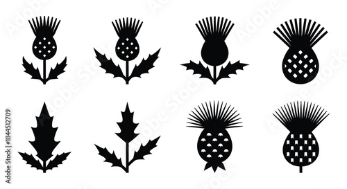Illustrative set of black and white thistle flower designs in varying styles