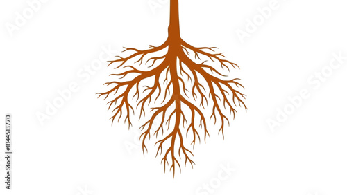 Abstract illustration of a tree's complex root system branching out widely on a white background
