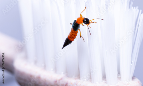 Paederus dermatitis. Close up of Rove Beetle it dangerous poisonous insect. It hang to the toothbrush.