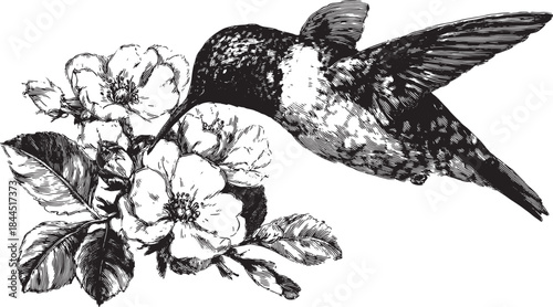 Hummingbird and flowers in black and white. This botanical illustration showcases natural beauty in a vintage vector set.