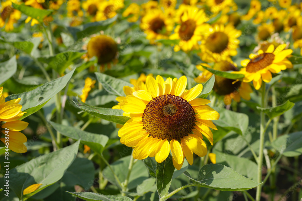 Fototapeta premium Blooming sunflower fields. Beautiful yellow flower
