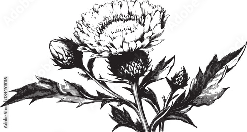 Botanical flower illustration in black and white. Detailed floral drawing featuring a realistic stem and leaves, presented in a classic style vector set.