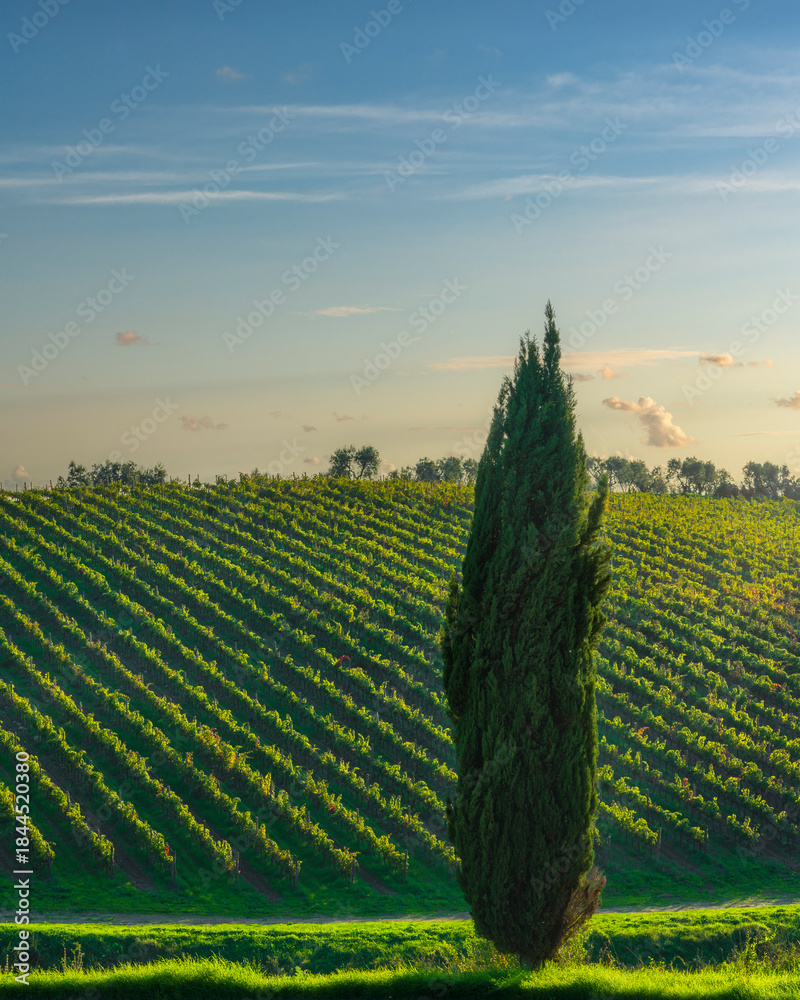 Fototapeta premium Cypress Tree and Vineyard at Sunset in Chianti, Tuscany, Italy
