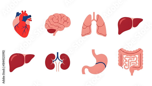 Collection of human internal organs including the heart, brain, lungs, liver, stomach, and intestines, depicted as flat icons