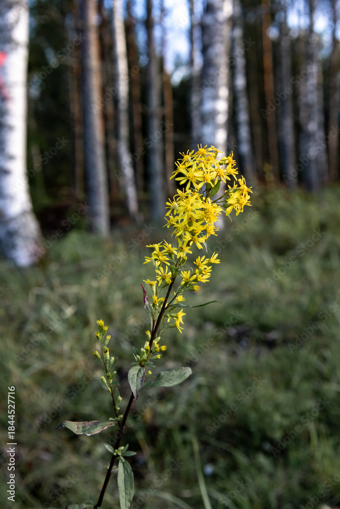 Fototapeta premium Forest landscape in natural environment during daytime