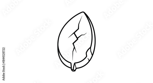 Cracked seed or nut illustration