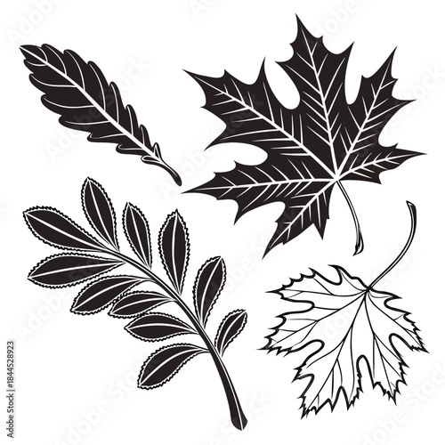 Black and white set of four autumn leaves maple rowan