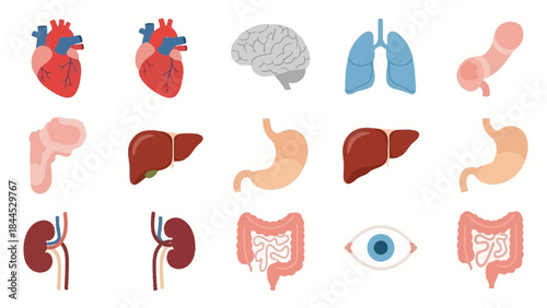 Collection of stylized human internal organ icons for medical and educational purposes