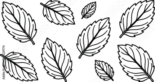 Elegant line drawing of various leaves for nature themed designs