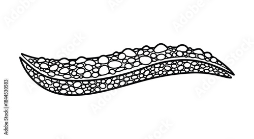 Detailed illustration of a seed pod with multiple seeds inside