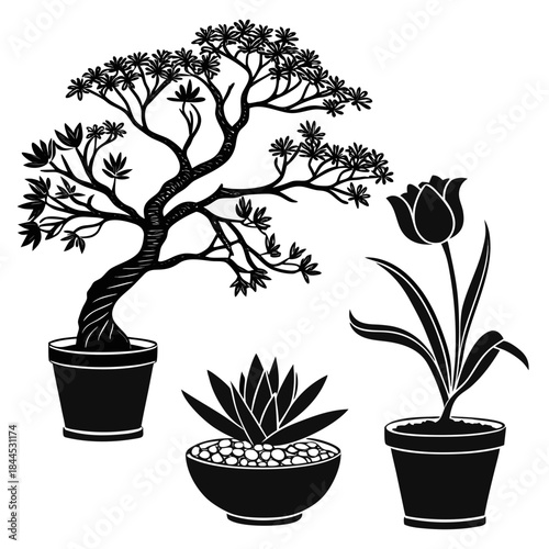 Black silhouettes of three potted plants bonsai tulip succulent