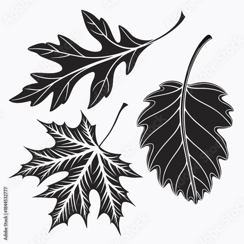Black silhouette maple oak and other autumn leaves