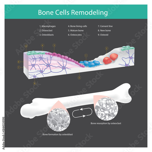 Bone Cells Remodeling and Resorption Cycle.
