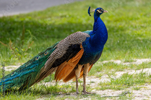 Indian Peafowl Standing on Grass