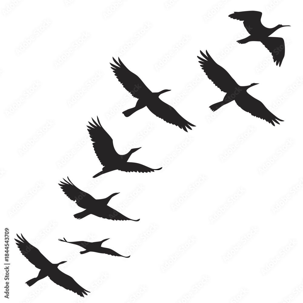 Obraz premium Flock of black birds flying in formation silhouette 1