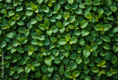Wallpaper Mural Dense green strawberry plant leaves plants foliage Torontodigital.ca