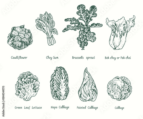 Cabbage Set.  Ink black and white doodle drawing in woodcut style