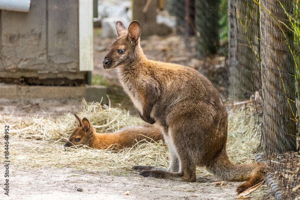 Obraz premium Red-necked Wallaby with Resting Companion